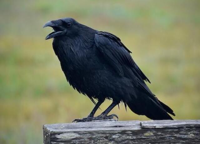 A Common Raven perched on a railing.
