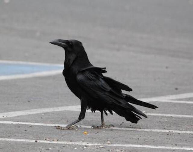 A Common Raven Scavenging in Parking Lot.