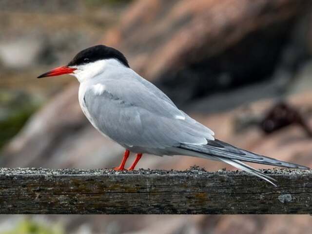 A Common Tern standing on a wood railing.