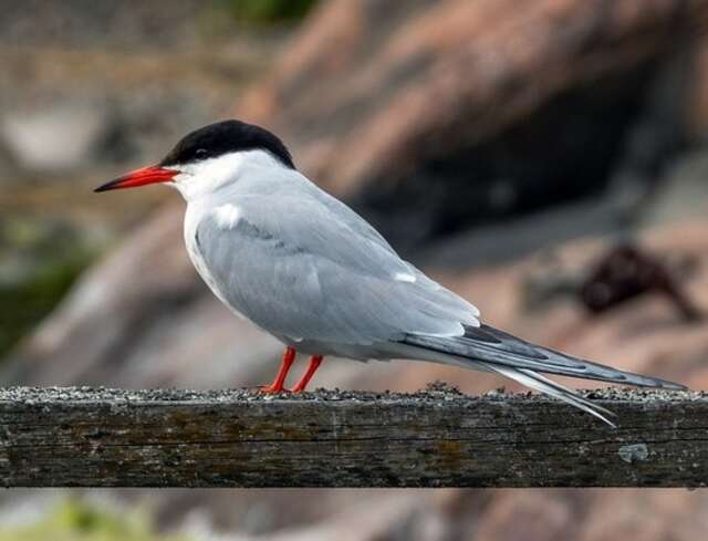 A Common Tern perched on a railing.