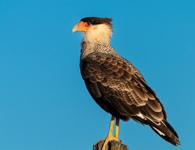 A Crested Caracara perched on a wood post.