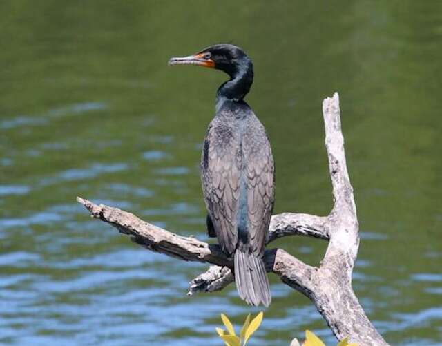 A Double Crested Cormorant perched on an old, decaying tree branch near the water.