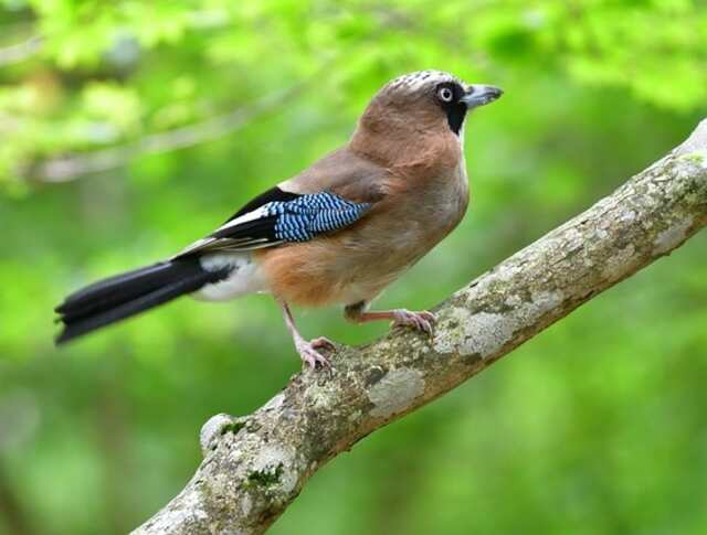 A Eurasian Jay perched on a tree branch.