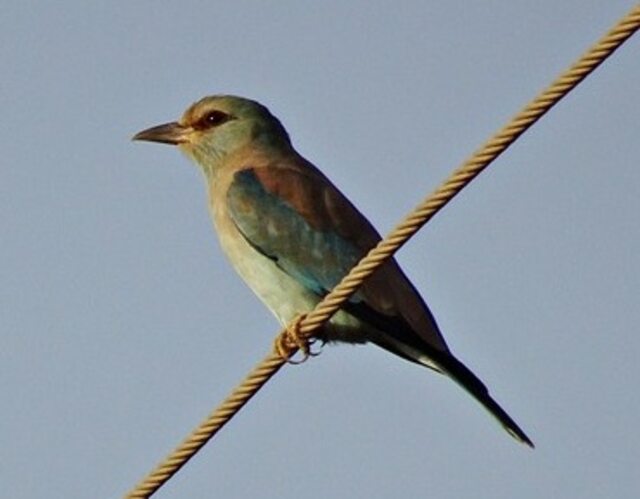 A European Roller perched on a wire cable.