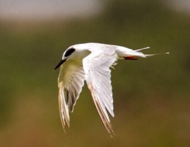 A Forster's Tern flying around.