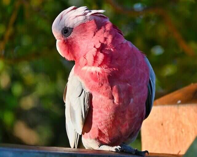 A Galah perched on a wooden railing.
