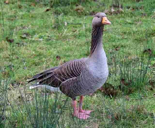A Graylag Goose walking around on the grass.