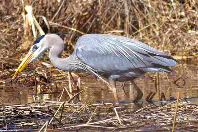A Great Blue Heron foraging for food in the water.
