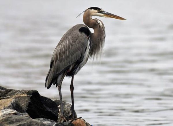 16 Birds With Crests Of North America (Meet The Species!)