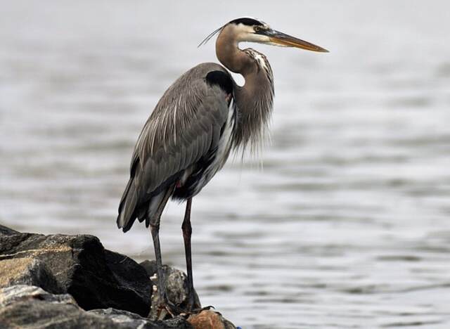 A Great Blue Heron on the shoreline.
