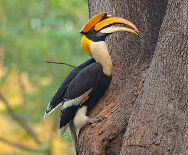 A Great Hornbill perched onto the side of a tree.