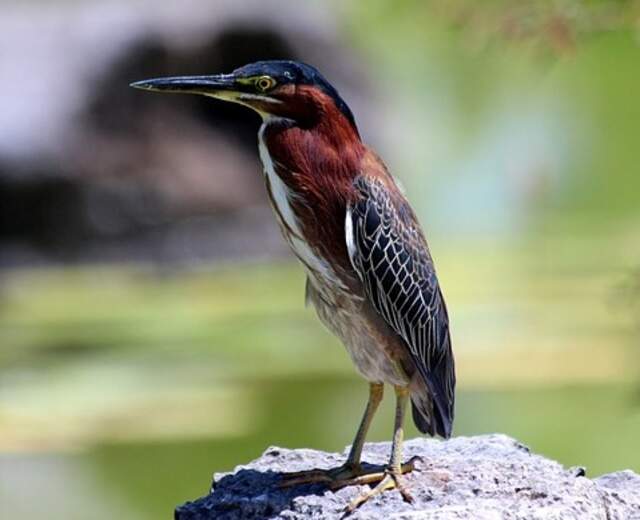 A Green Heron standing on a large rock.