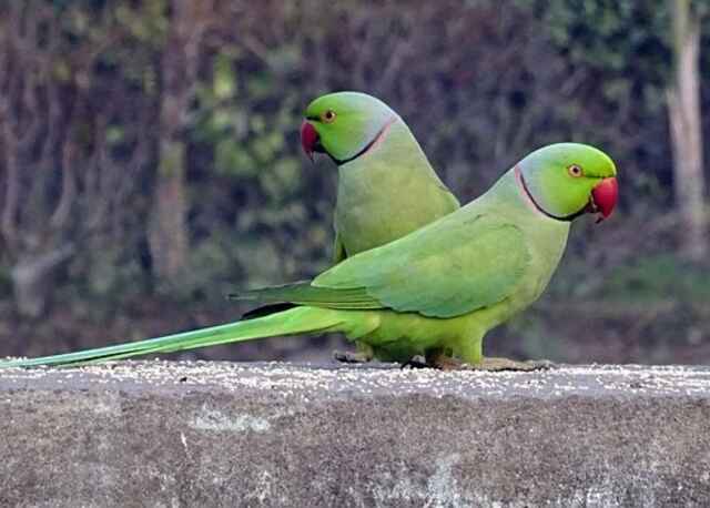 Two Rose-ringed Parakeet's standing on a concrete ledge.