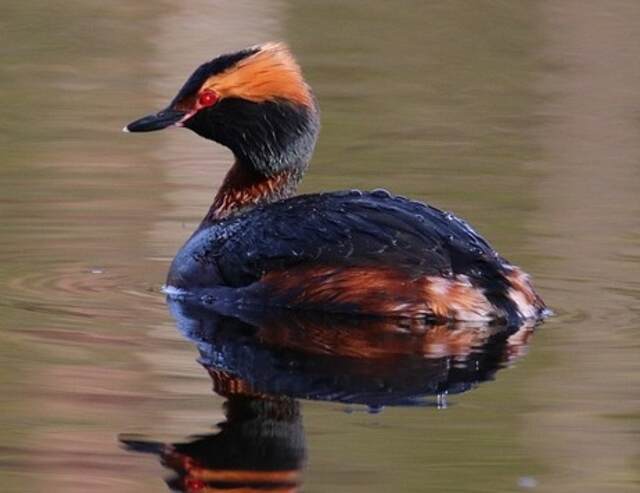 A Horned Grebe floating through the water.