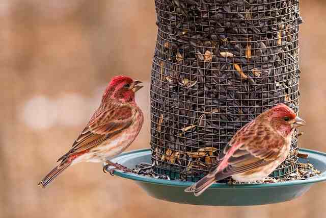A pair of House Finches feeding on black-oil sunflower seeds from a birdfeeder.