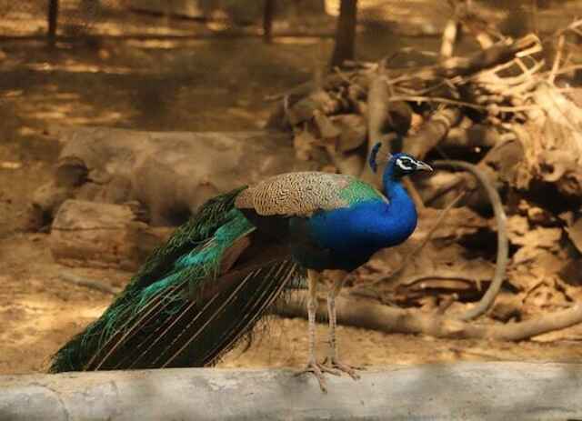  An Indian Peafowl perched on a wooden railing.