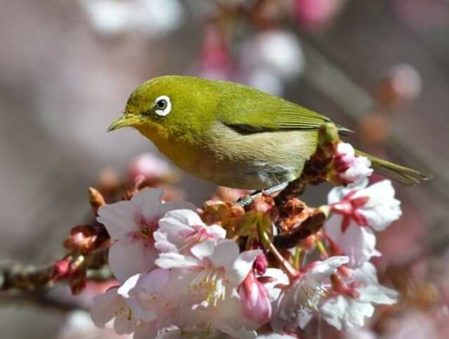 A Japanese White-eye perched on a tree.