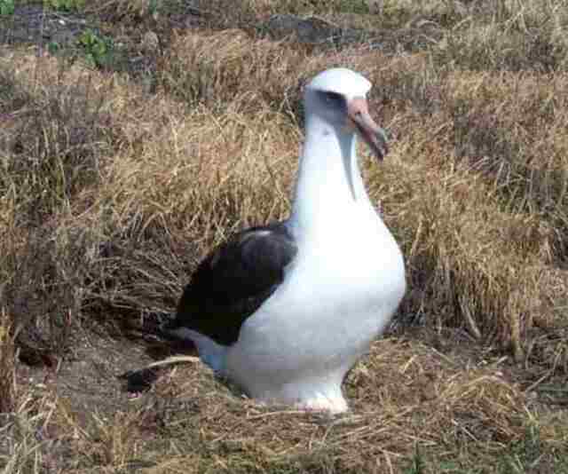 A Laysan Albatross in a field.