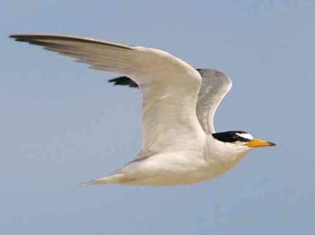 The Least Tern flying through the air.