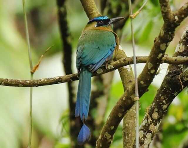 A Lesson's Motmot perched in a tree.