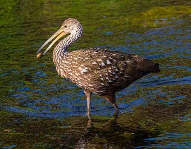 A Limpkin feeding in the water.