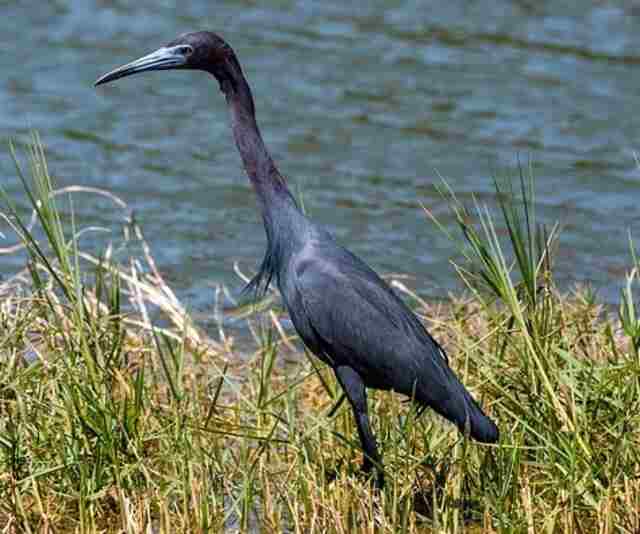 A Little Blue Heron standing on the edge of the water.