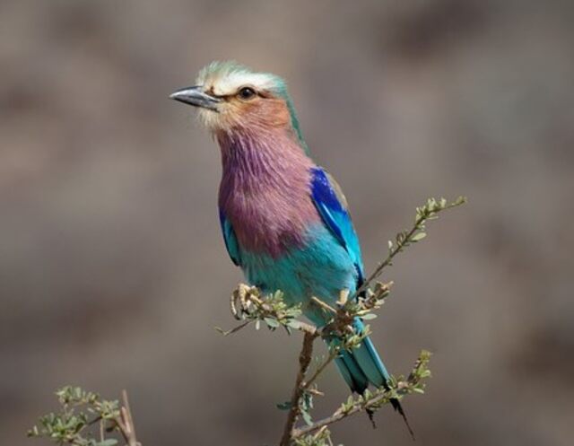 A long-tailed roller perched on a branch.