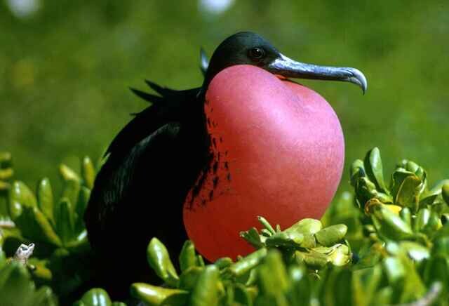 A Magnificent Frigatebird with a red pouch on the throat
