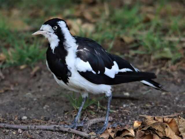 A Magpie-lark foraging on the ground.