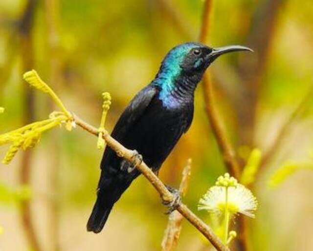 A Malagasy Green Sunbird also known as the (long-billed green sunbird) perched on a branch.