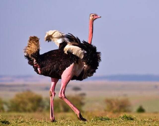 A Male ostrich strutting around.