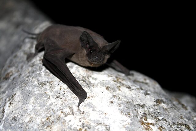 A Mexican bat resting on a large rock.