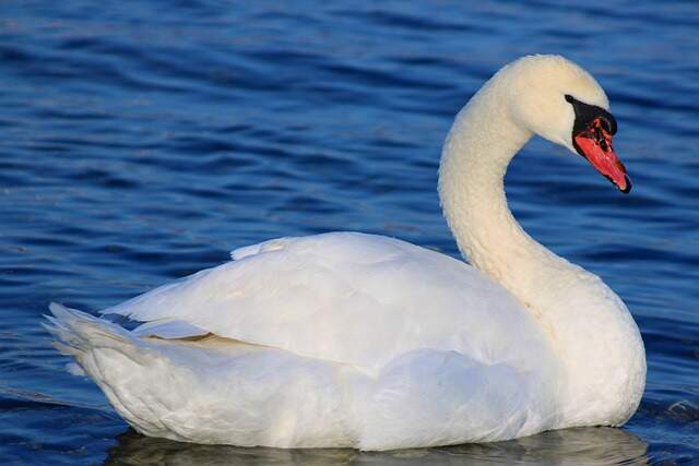 A Mute Swan floating along in the water.