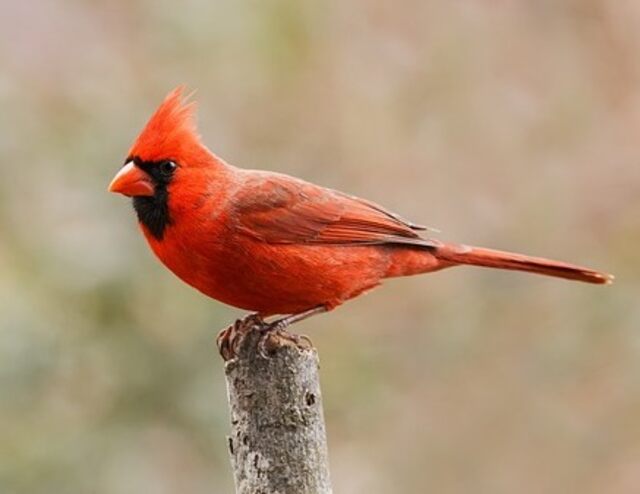 A Northern Cardinal perched on a cut tree branch.