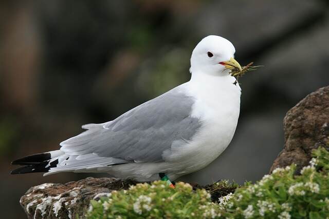 A Northern Fulmar gathering nesting materials.