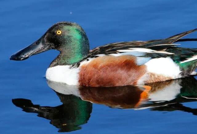 A Northern Shoveler floating around in the water.