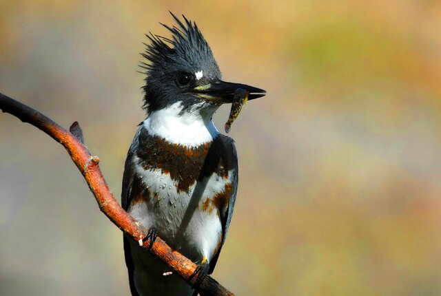 A Belted Kingfisher eating a small fish.
