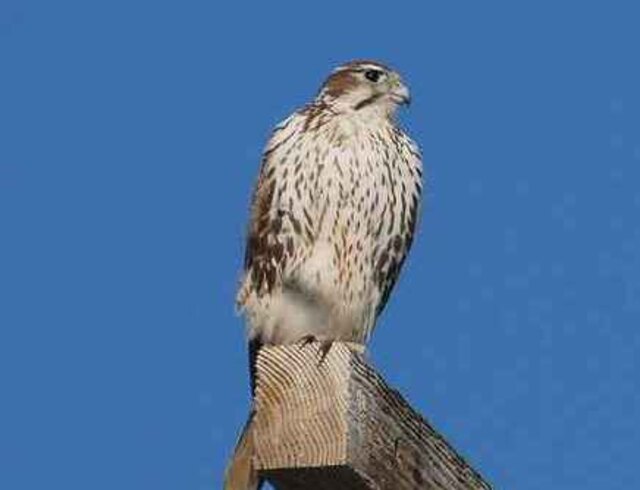 A Prairie Falcon perched on a telephone pole.