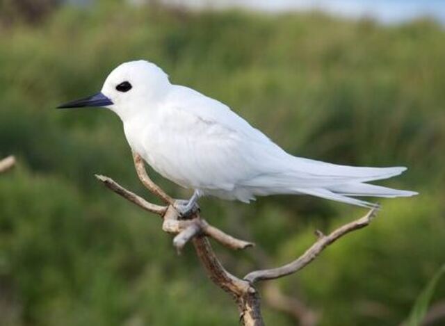 A White Tern perched on a branch.