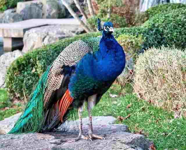 An Indian Peafowl standing on a large rock.