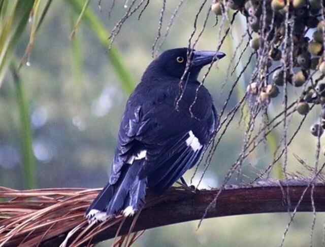 A Pied Currawong perched on a tree branch.