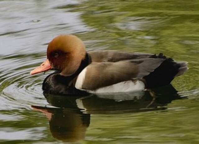 A pochard floating in the water.
