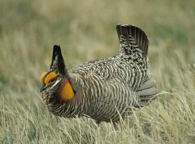 A Prairie Chicken foraging in the field.