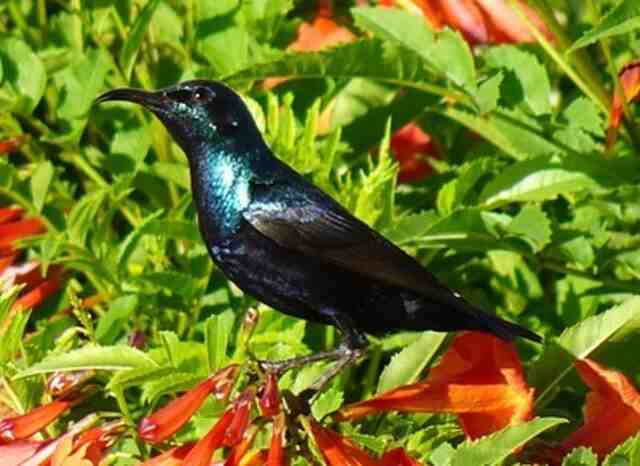 A Purple Sunbird perched on a flowering plant.