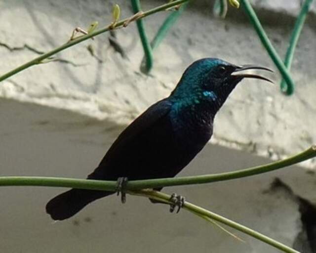 A Purple Sunbird perched on abranch.