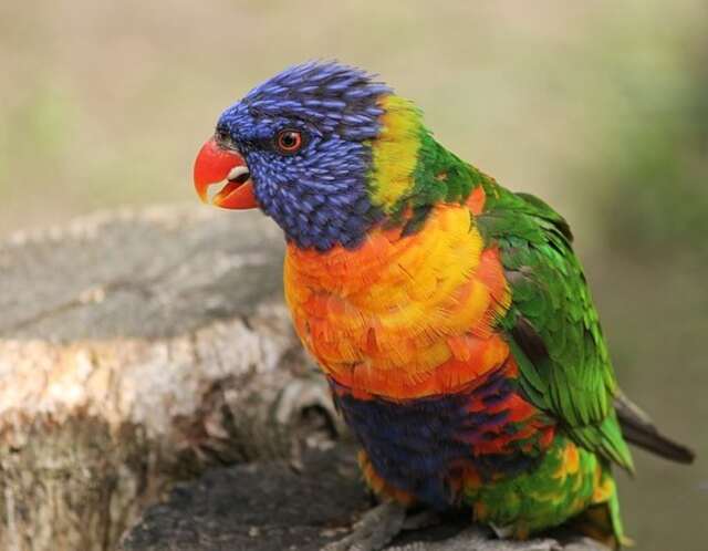 A Rainbow Lorikeet perched on an old tree stump.