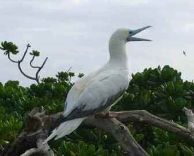 A Red-Footed Booby perched on a tree.