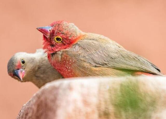 A close-up of two Red-billed Firefinches. 