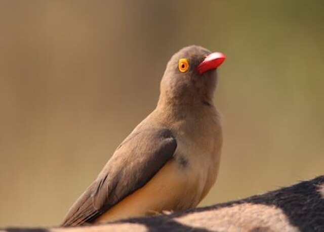 A Red-billed Oxpecker perched on an animal.