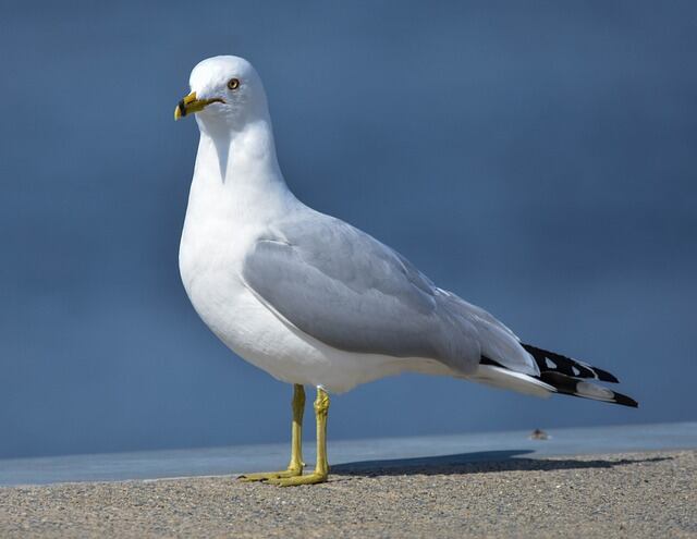 A Ring-billed Gull standing on shore.